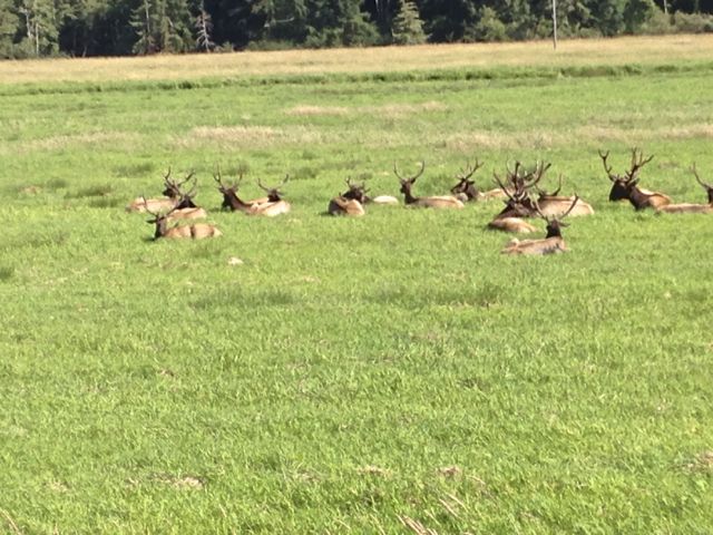 Dean Creek Elk